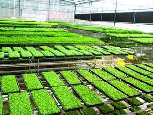 水稻育秧設(shè)備有幾種用法？